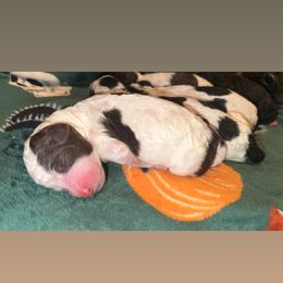 Twix - Parti male Goldendoodle puppy in Cross, South Carolina from DoodleDandy & Danes