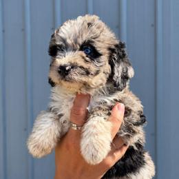 Hank - Blue merle male Aussiedoodle puppy in Hudson, Michigan from Haas Pawz
