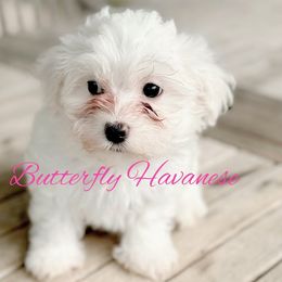 Boy 1 - Havanese puppy from Butterfly Havanese
