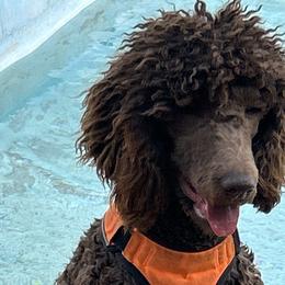 Poodles from RoyalPoodlesTx