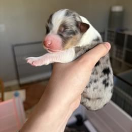 Grandeur - Blue merle male Australian Shepherd puppy in Weeki Wachee, Florida from Ace of Spades Australian Shepherds