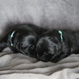 Labrador Retriever Puppies from TLC Retrievers