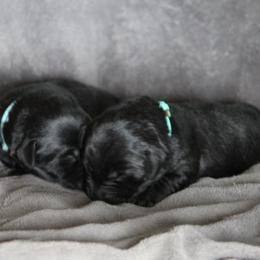 Labrador Retriever Puppies from TLC Retrievers