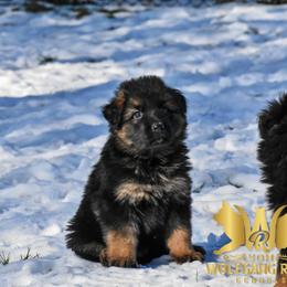 German Shepherd Puppies from Vom Wolfgang Roma Kennels