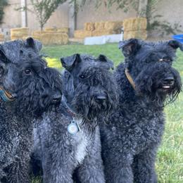 Kerry Blue Terriers from Marble Mountain Kerry Blue Terriers