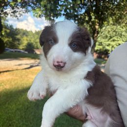 Juno- with blue eyes - Tri-color male Border Collie puppy in Chattanooga, Tennessee from Ross Vegas Kennels