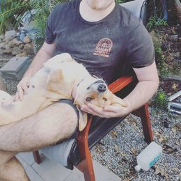 Pembroke Welsh Corgi Puppies from Milton Corgis