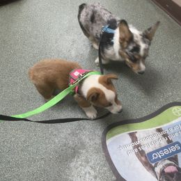 American Corgi and Pembroke Welsh Corgi Puppies from Lonesome Boone Corgis