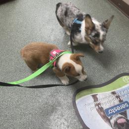 American Corgi and Pembroke Welsh Corgi Puppies from Lonesome Boone Corgis