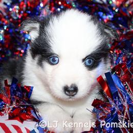 Hatch - Black and white male Pomsky puppy in Centerville, Iowa from LJ Kennels Pomskies, LLC