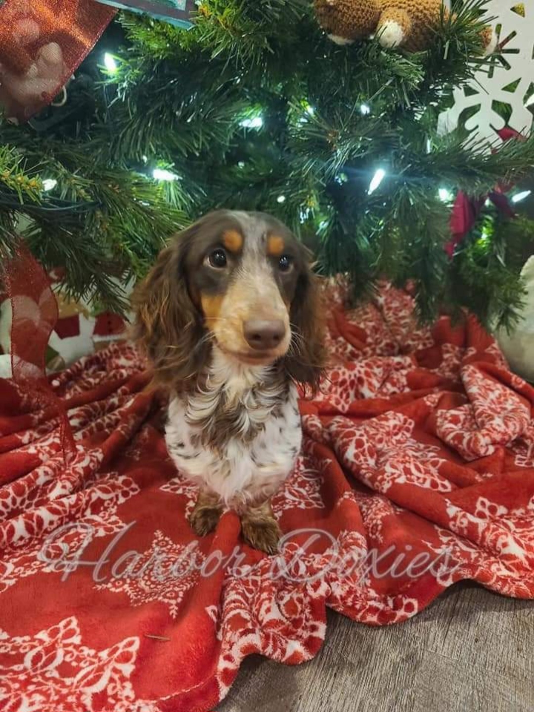 Jayda - Dachshund