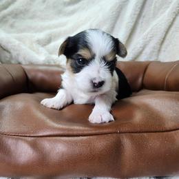 Spankie - Parti male Yorkshire Terrier puppy in Tacoma, Washington from Anks Toys Yorkshire terriers