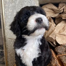 LARRY - Black and white Sheepadoodle puppy in Charlo, Montana from Heavenly Hilltop Farm