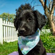 Border Collie, Golden Retriever, and Sporty Mix Puppies from Turbo Border Collies & Coltrievers