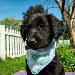 Border Collie, Golden Retriever, and Sporty Mix Puppies from Turbo Border Collies & Coltrievers
