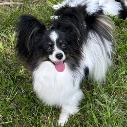 Mei - Papillon