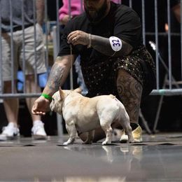 French Bulldog All Grown Up from Dama Hill Frenchies