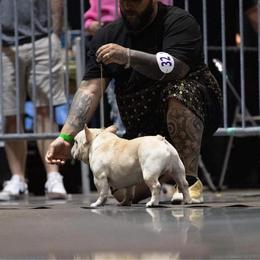 French Bulldog All Grown Up from Dama Hill Frenchies