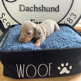 Rigatoni - Dapple male Dachshund puppy in Scottdale, Pennsylvania from Our Sweet Dachshund Farm