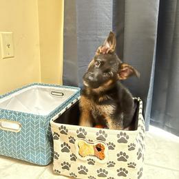 German Shepherd Puppies from Badenheath German Shepherds