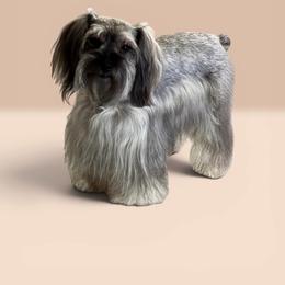 Lacy - Miniature Schnauzer