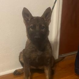 Ilsa (purple collar) - Sable female German Shepherd puppy in Boerne, Texas from Sudenblick German Shepherds
