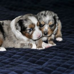 Miniature American Shepherd and Toy Australian Shepherd Puppies from Roeboat Aussies
