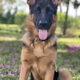 German Shepherd Puppies from AceHaven Canines