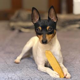 Maverick - Toy Fox Terrier