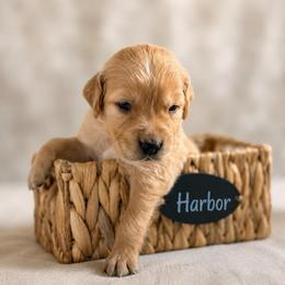 Harbor - Golden male Golden Retriever puppy in San Bernardino, California from Thegoldendreams1