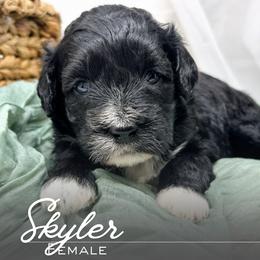 Skyler - Black and white female Portuguese Water Dog puppy in Asheville, North Carolina from Top Notch Portuguese Water Dogs