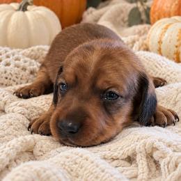 Jax - Red male Dachshund puppy in Stoneville, North Carolina from Yadkin Valley Dachshunds