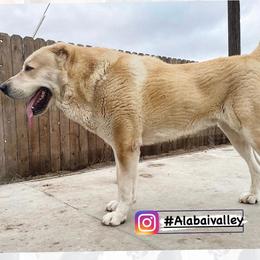 Central Asian Shepherd Dog All Grown Up from Alabaivalley