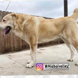 Central Asian Shepherd Dog All Grown Up from Alabaivalley