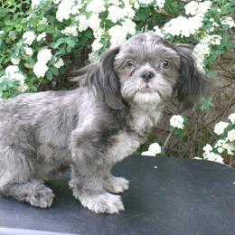 Berry - Blue male Shih Tzu puppy in Wild Rose, Wisconsin from Sorenson's Shih-tzus