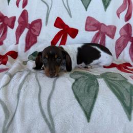 Ollie - Piebald male Dachshund puppy in Aurora, Missouri from Baker Farms