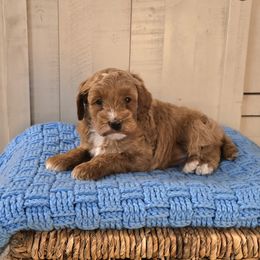 Candy - Red  female Goldendoodle puppy in Floyd, Virginia from Hearts and Paws Poodles and Doodles