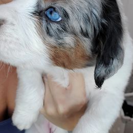 Aussiedoodle Puppies from Southwest Florida Doodles