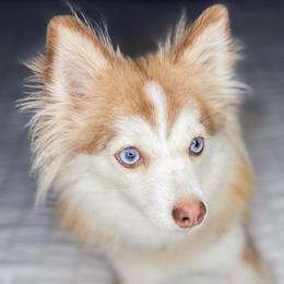 Kitsu - Pomsky