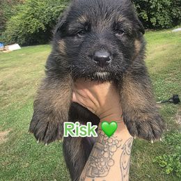 Risk - Black and red male German Shepherd puppy in Coplay, Pennsylvania from WSK9 By My Side