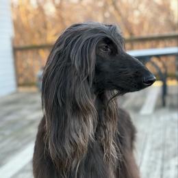 Tangy - Black female Afghan Hound puppy in Wamego, Kansas from Swanah