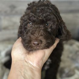 Cocoa Puff - Chocolate male Goldendoodle puppy in Redmond, Oregon from Bourbon and Lace Doodles