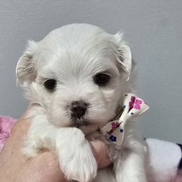 Korean Grace, Fully Health Tested Parents - White female Maltese puppy in Greenville, North Carolina from Amanda's Sugar Sweet Puppies