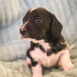 Purple Collar Male - Piebald male Dachshund puppy in Tennessee from Garage Door Kennels