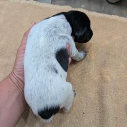 Black Girl 9087 - Black and white female German Shorthaired Pointer puppy in Spring Hope, North Carolina from Hogan’s Lowrider Hounds