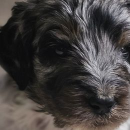 Frankenstein "Frankie" - Aussiedoodle puppy from MacDoodle K9