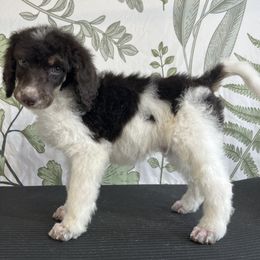 Arche - Parti Poodle puppy in Sheboygan, Wisconsin from Juicy Standards