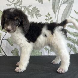 Arche - Parti Poodle puppy in Sheboygan, Wisconsin from Juicy Standards