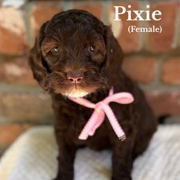 Pixie - Chocolate female Australian Labradoodle puppy in Citrus Heights, California from Elite Blend Labradoodles