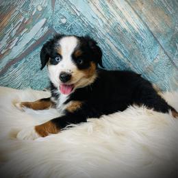 Sammy - male Miniature Australian Shepherd puppy in Opelika, Alabama from Haden’s Mini Aussies